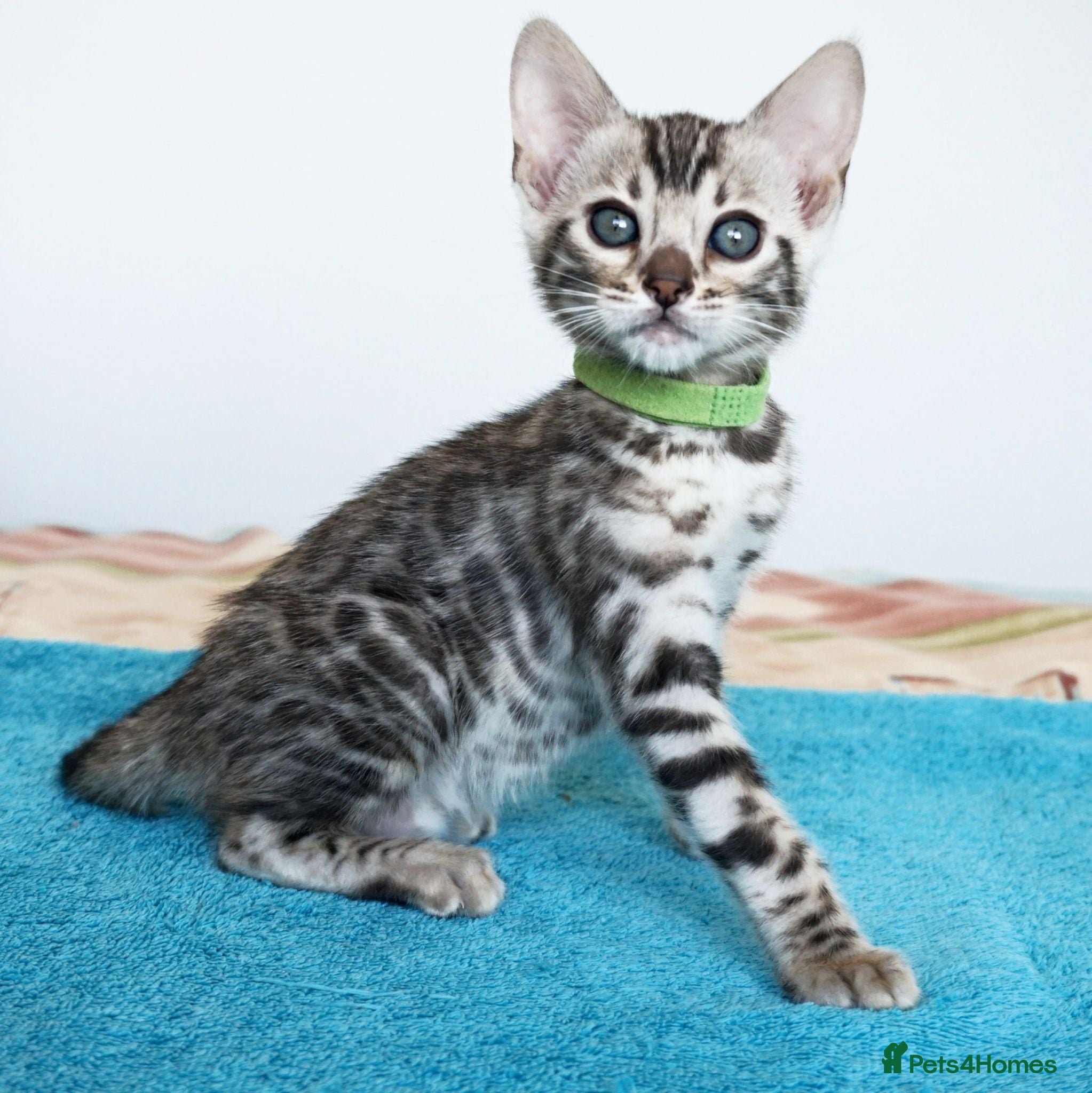 Bengal cats Superb Quality Bengal Kittens - Advert 4