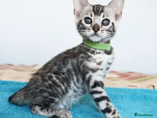 Bengal cats Superb Quality Bengal Kittens - Advert 4