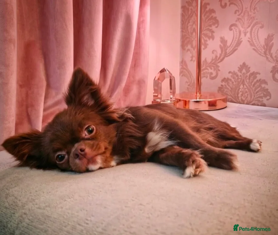 Chihuahua dogs for sale: KC registered Long Coat Chihuahuas  - Advert 5