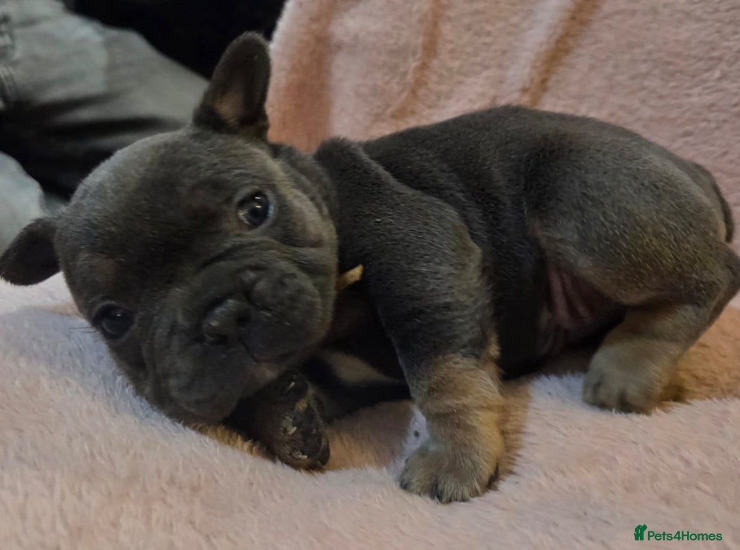 French Bulldog dogs for sale: Beautiful French Bulldog Puppies - Image 24