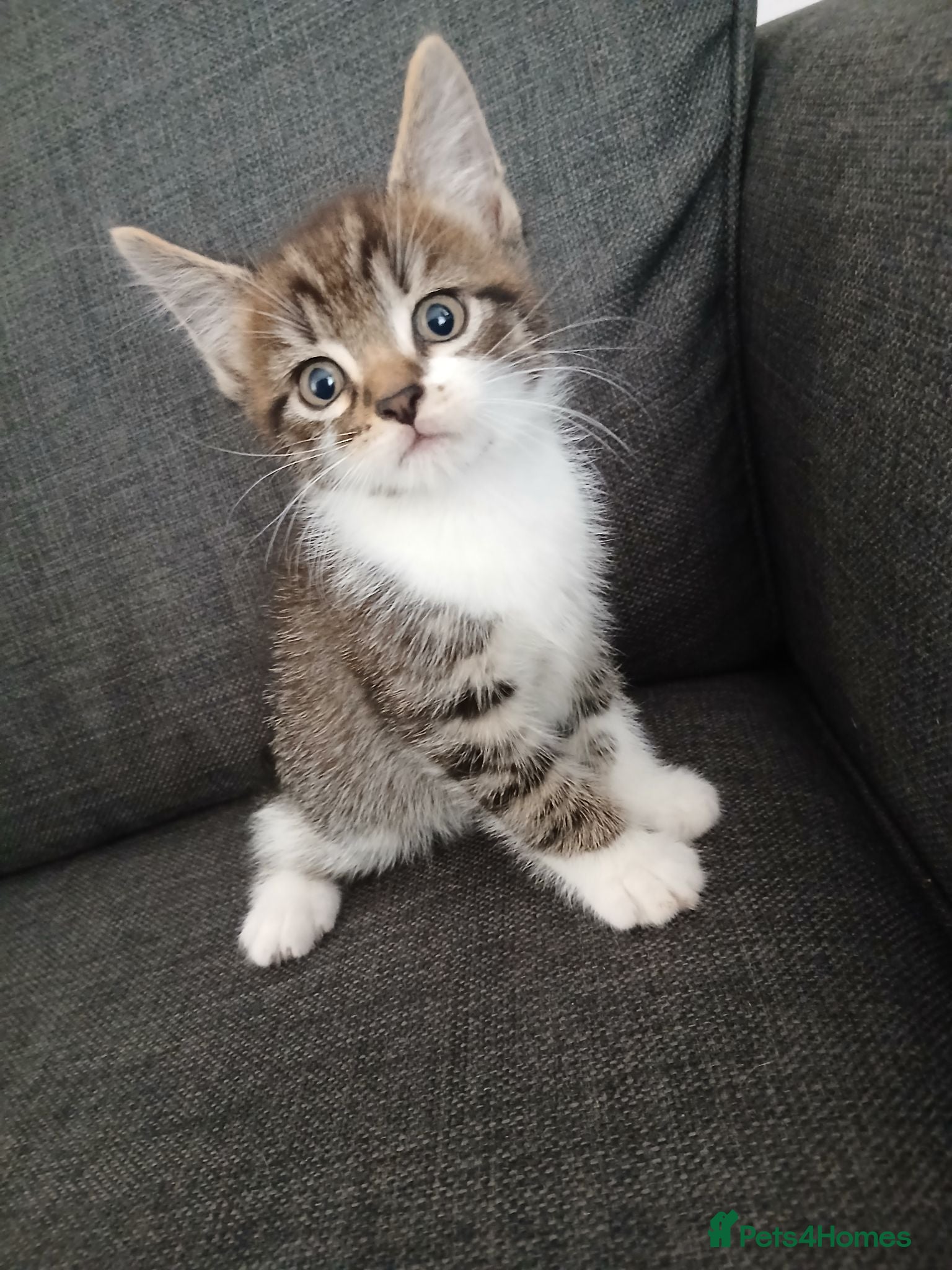 Mixed Breed cats 8 week old kittens ready for new homes  - Advert 1