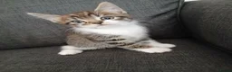 Mixed Breed cats for sale: 8 week old kittens ready for new homes  in Leeds - Advert 1