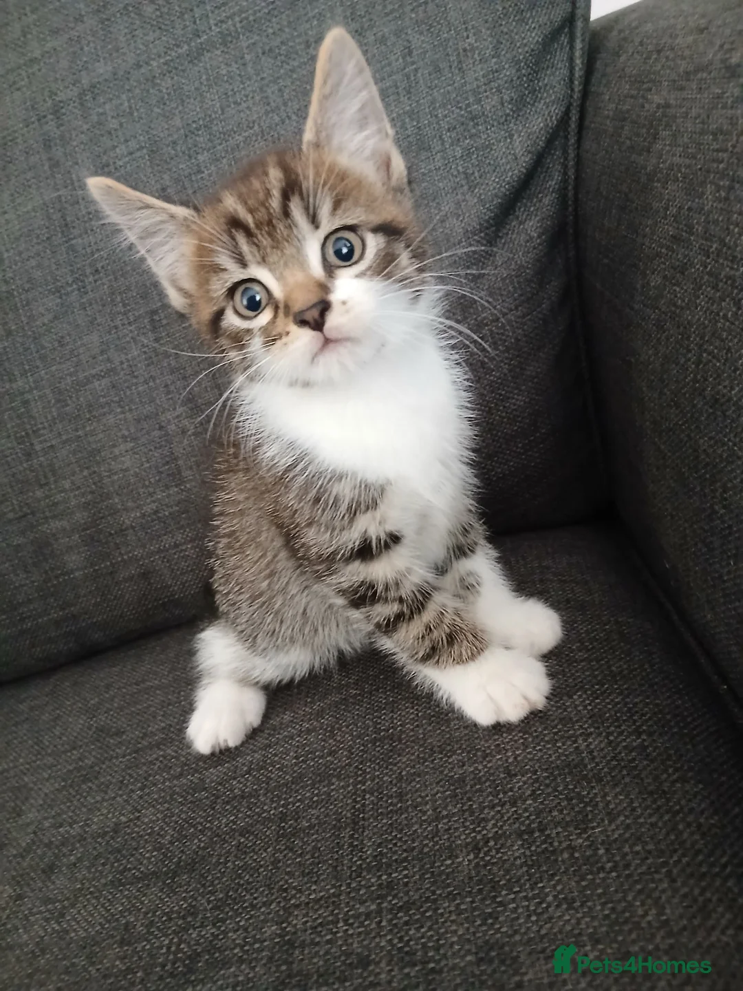 Mixed Breed cats for sale: 8 week old kittens ready for new homes  in Leeds - Advert 1