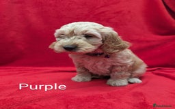 Sproodle dogs for sale: Beautiful F1b Sproodle Pups, 4 Boys & 4 Girls - Image 17