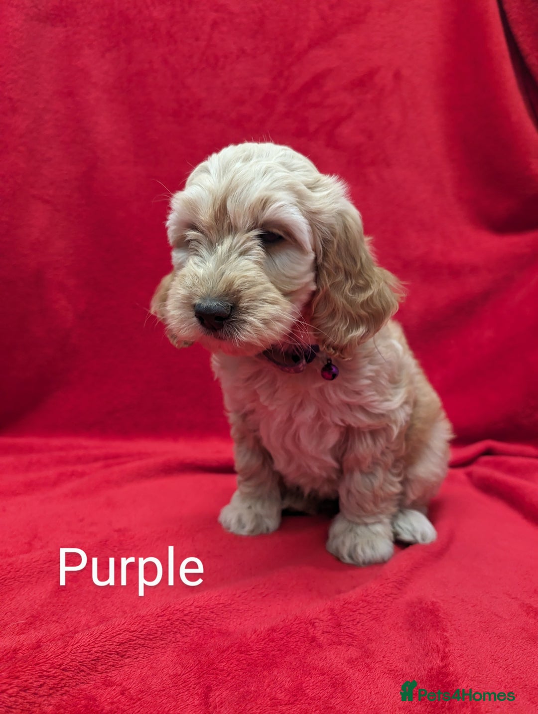 Sproodle dogs for sale: Beautiful F1b Sproodle Pups, 4 Boys & 4 Girls - Image 17