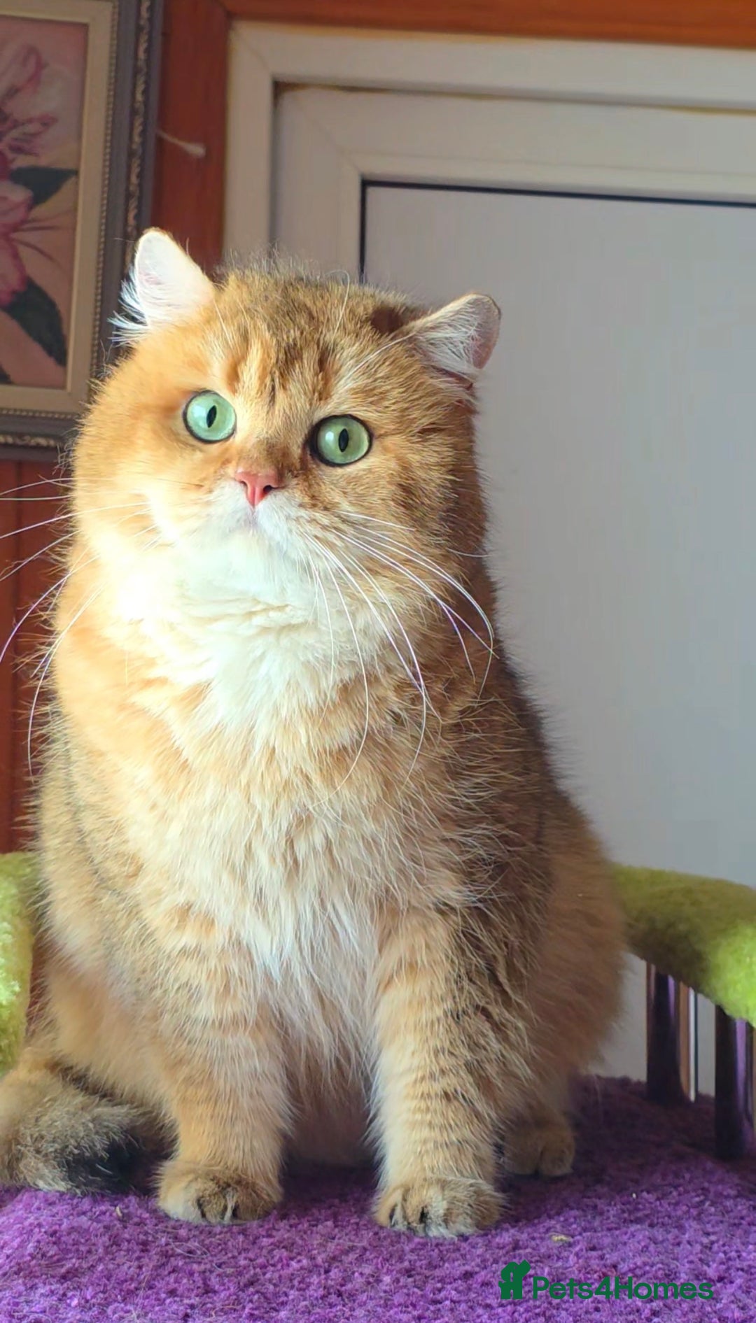 British Shorthair cats for stud: 👑 TICA GOLDEN SHADED NY12 BOY FOR STUD 👑🧸 - Advert 2