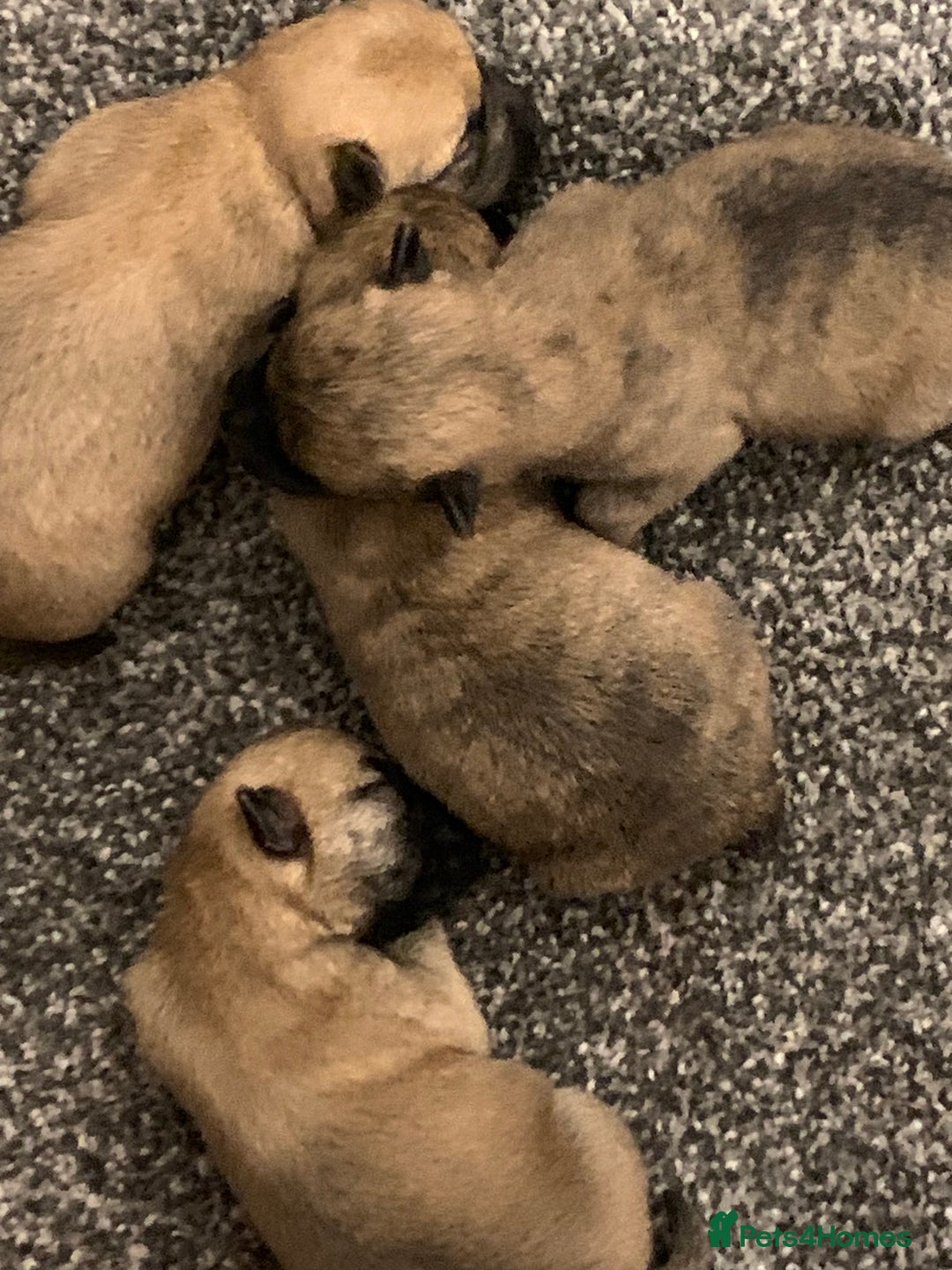 Cairn Terrier dogs for sale: Quality KC Reg Cairn Terrier puppies - Image 7