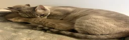 Serengeti cats for sale: Adorable Tica reg Serengeti kittens  in Keith - Advert 7