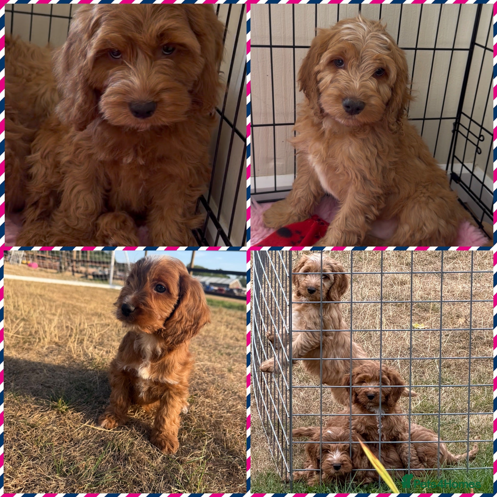 Cockapoo dogs Cockapoo pups ready now  - Advert 1