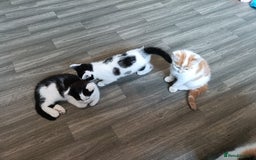 European cats for sale: 3 kittens looking for a home - Image 2