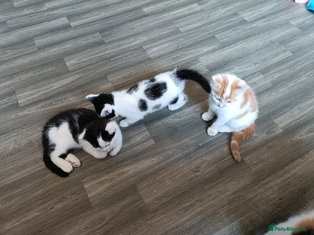 European cats for sale: 3 kittens looking for a home - Image 2