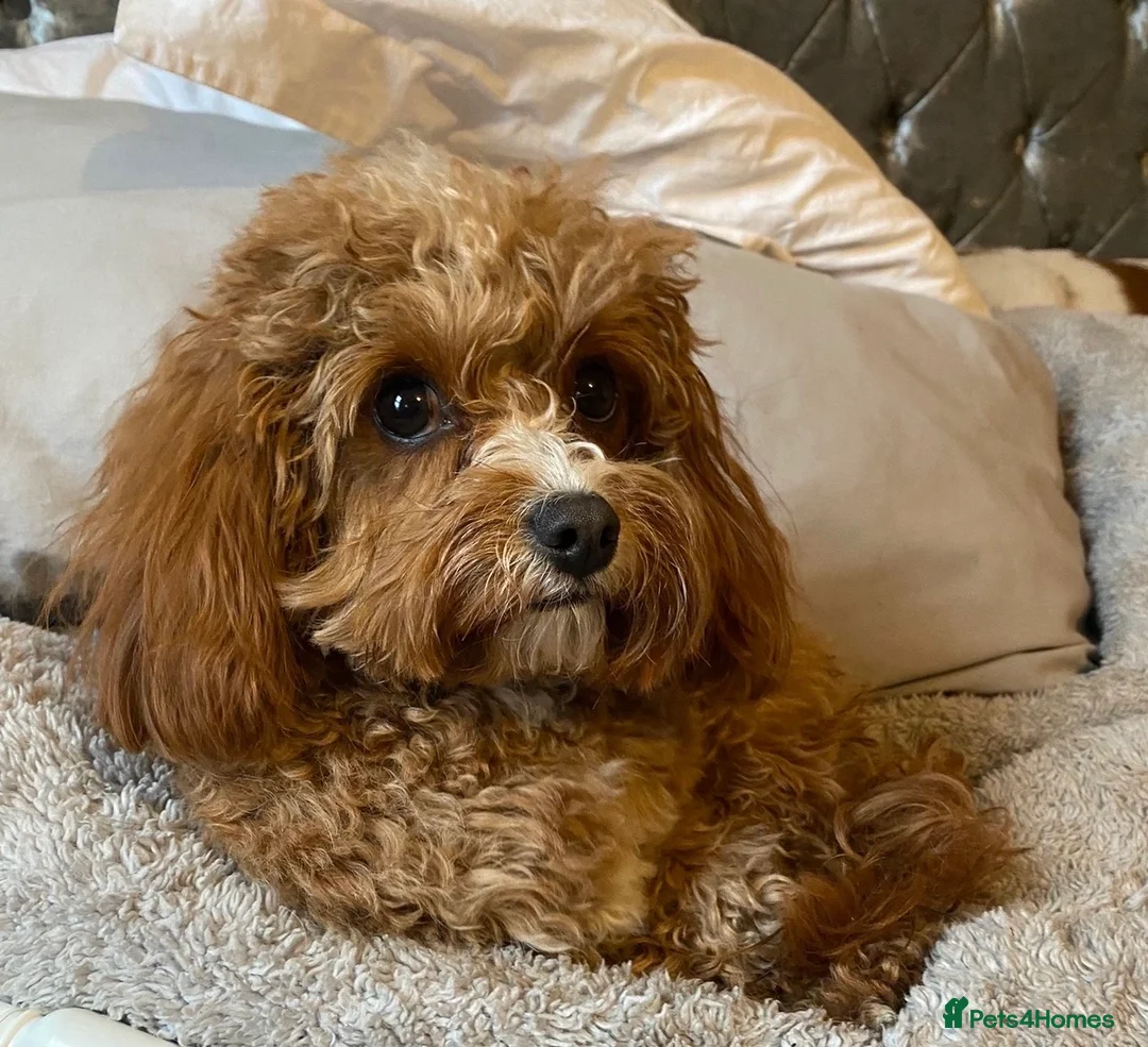 Cavapoo dogs for sale: 🐶Perfect Toy Cavapoos (Health Tested)🐶 - Advert 3
