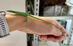Lizard reptiles for sale: Sakishima Grass Lizards (Takydromus dorsalis) - Image 5