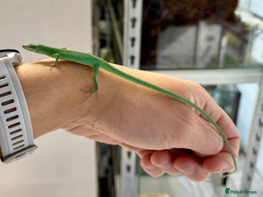 Lizard reptiles for sale: Sakishima Grass Lizards (Takydromus dorsalis) - Image 5