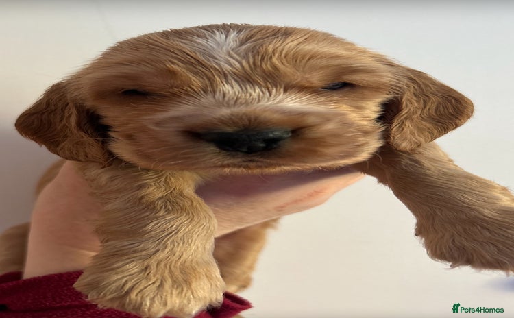 Cocker Spaniel dogs  Golden Show Type Cocker Spaniel Boys - Advert 3