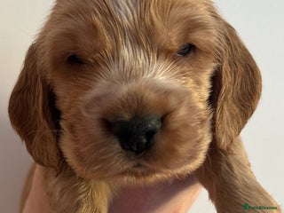 Cocker Spaniel dogs Golden Show Type Cocker Spaniel Boys - Advert 13