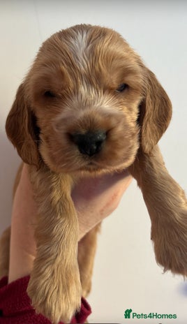 Cocker Spaniel dogs Golden Show Type Cocker Spaniel Boys - Advert 3