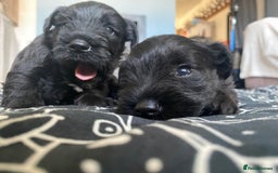 Miniature Schnauzer dogs for sale: KC Registered Black Miniature Schnauzer Pups  - Image 8