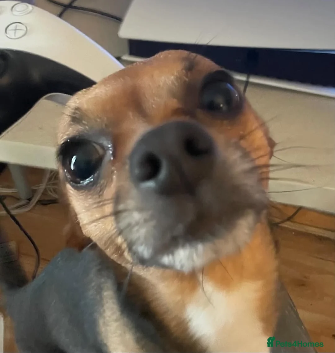 Jack Chi dogs for sale: Adult male Chihuahua/Jack Russell  in Glasgow - Advert 6