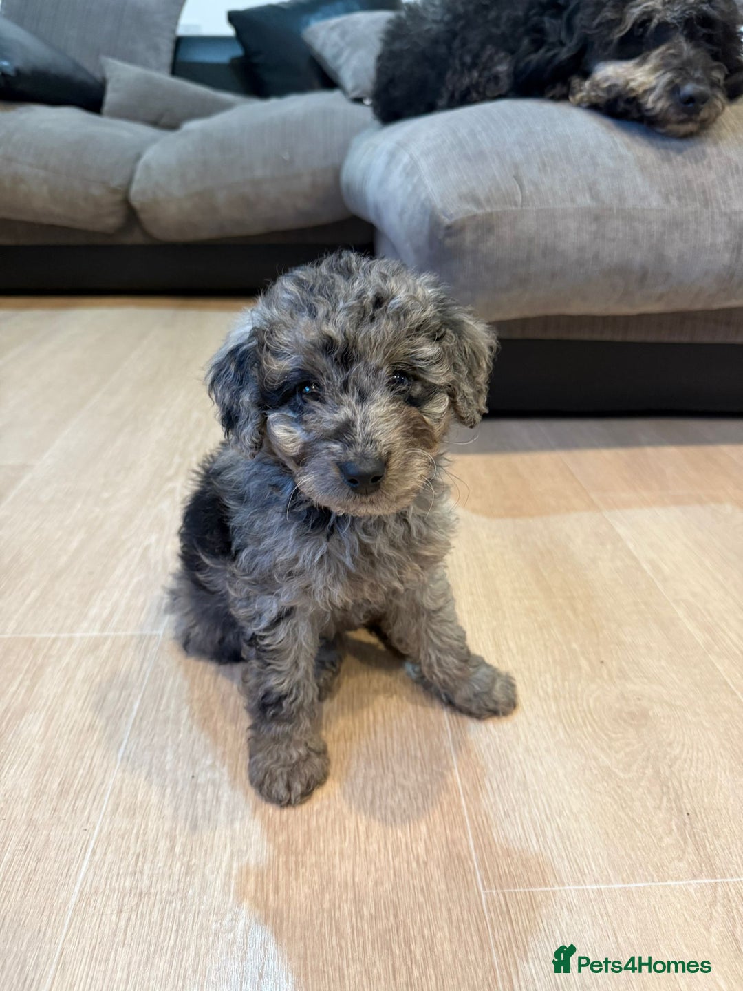 Labradoodle dogs for sale: READY NOW🧸Micro Miniature Teddybear Labradoodles  - Advert 10
