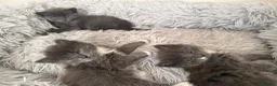 British Shorthair cats for sale: Kittens - Advert 16