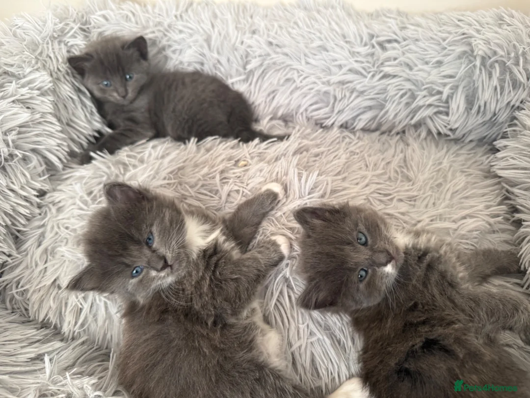 British Shorthair cats for sale: Kittens - Advert 16