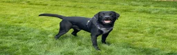 Labrador Retriever dogs for stud: Outstanding Working Line Black Labrador Retriever  - Advert 6