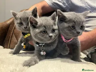 British Shorthair cats 3x Males British Shorthair Kittens - Advert 2