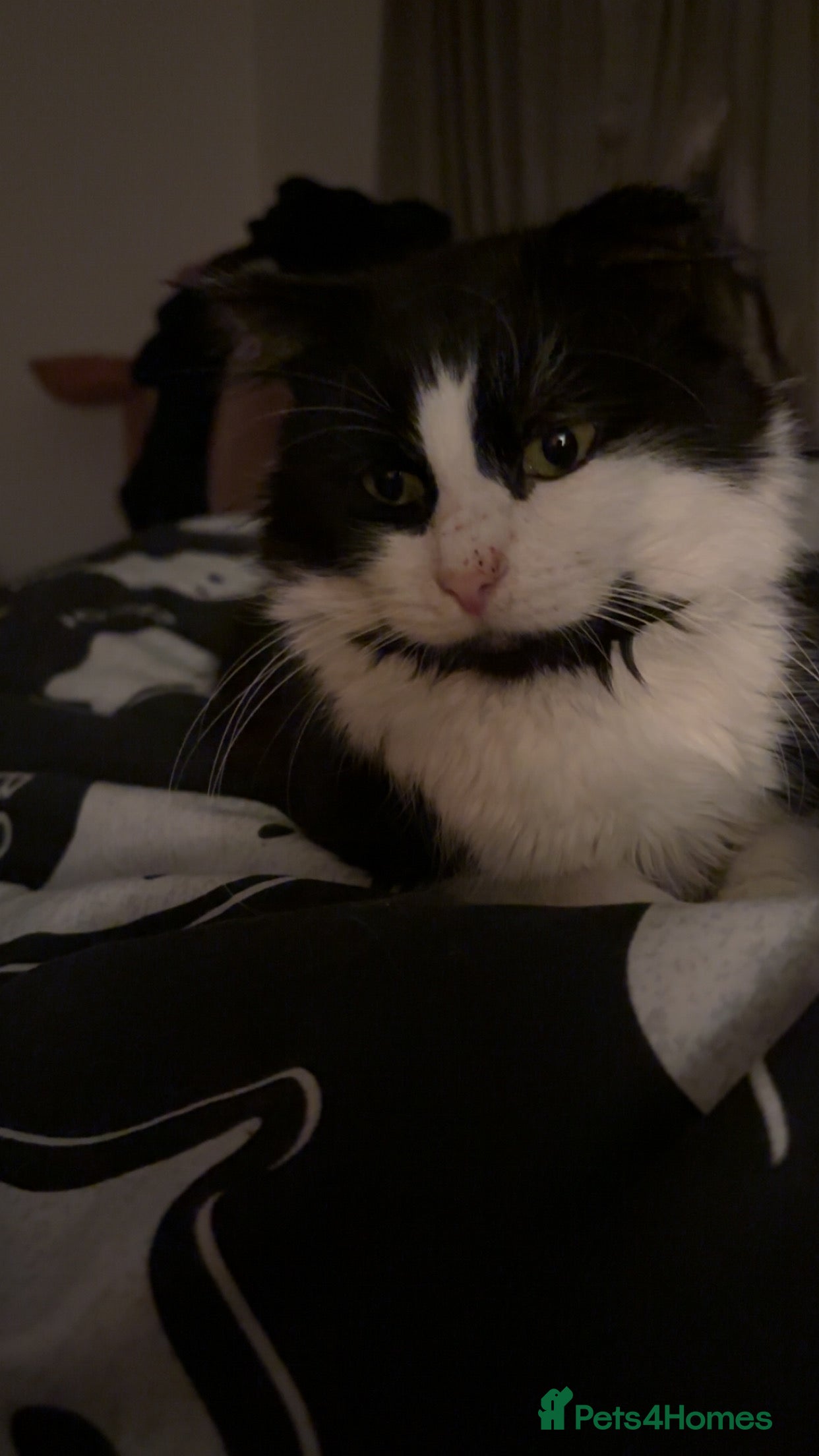 Mixed Breed cats Maine coon mixed male - Advert 1