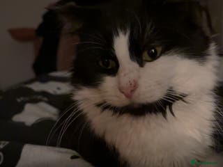 Mixed Breed cats Maine coon mixed male - Advert 1