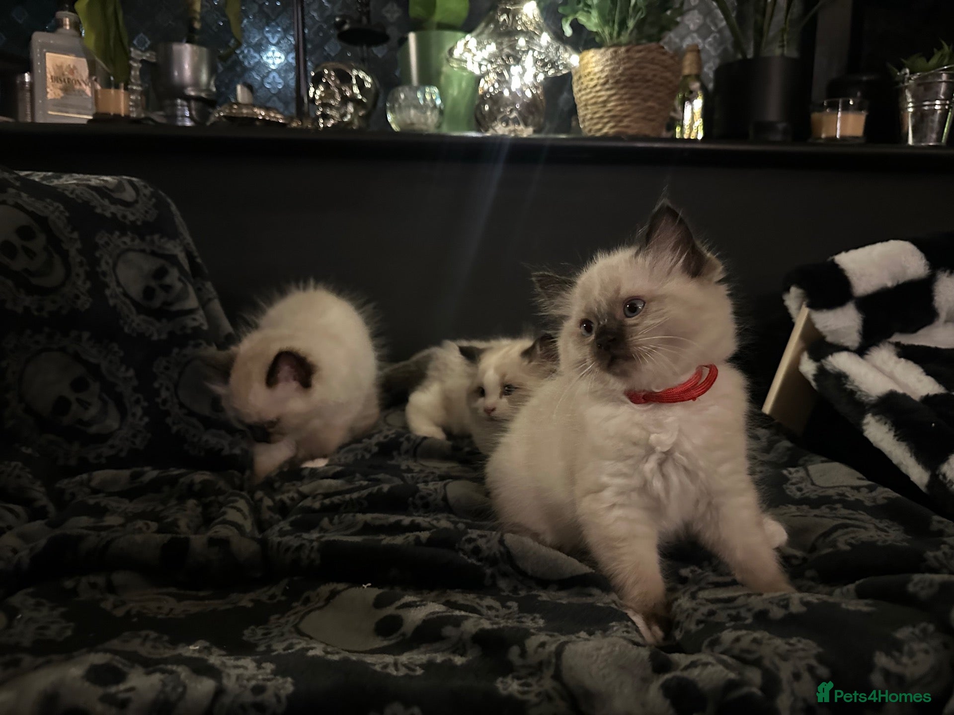 Ragdoll cats Purebred Ragdoll Kittens  - Advert 3