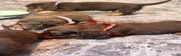 Miniature Dachshund dogs for sale: 5* licensed KC long haired miniature Dachshunds  - Advert 8