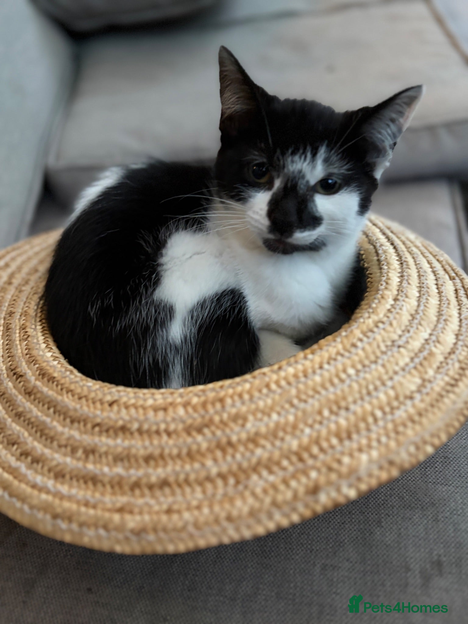 Mixed Breed cats Beautiful playful kittens looking for loving homes - Advert 12