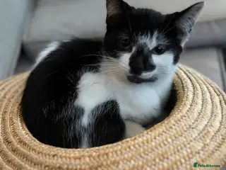 Mixed Breed cats Beautiful playful kittens looking for loving homes - Advert 10