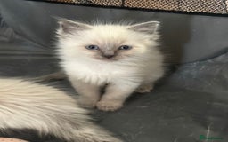 Ragdoll cats for sale: Quality Ragdolls for perfect homes - Image 5