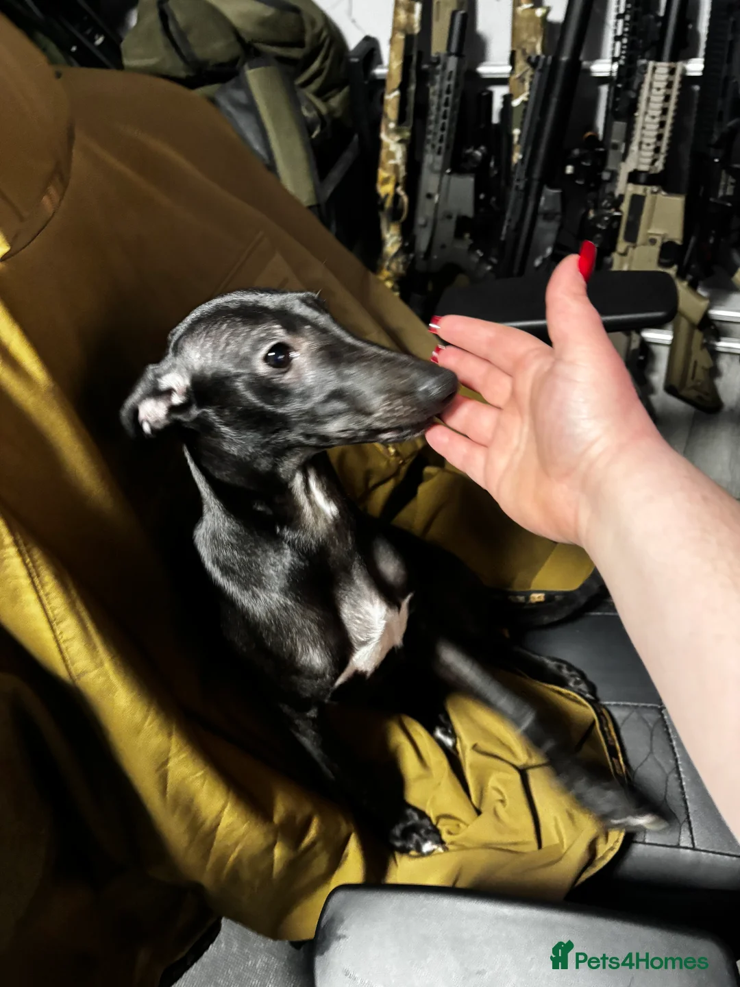 Whippet dogs for sale: KC registered whippet puppy  - Advert 6