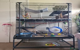 Rat rodents for sale: X3 male rats lovely boys 7 months old  - Image 8