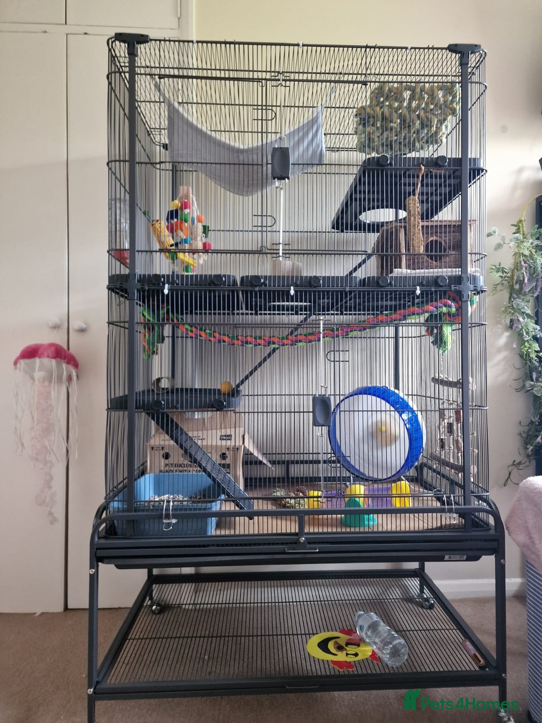 Rat rodents for sale: X3 male rats lovely boys 7 months old  - Image 8