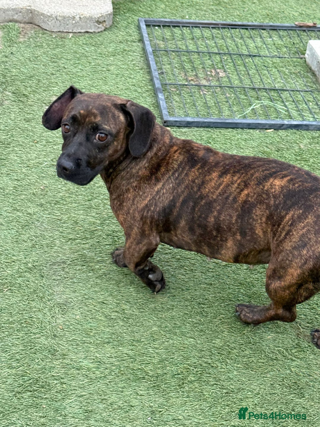 Mixed Breed dogs for adoption: Cutie Mimmi looking for love - Advert 3