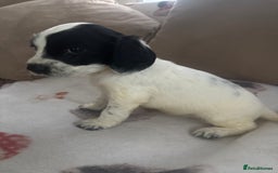 Cocker Spaniel dogs for sale: Adorable Show type cocker spaniel puppy’s  - Image 33
