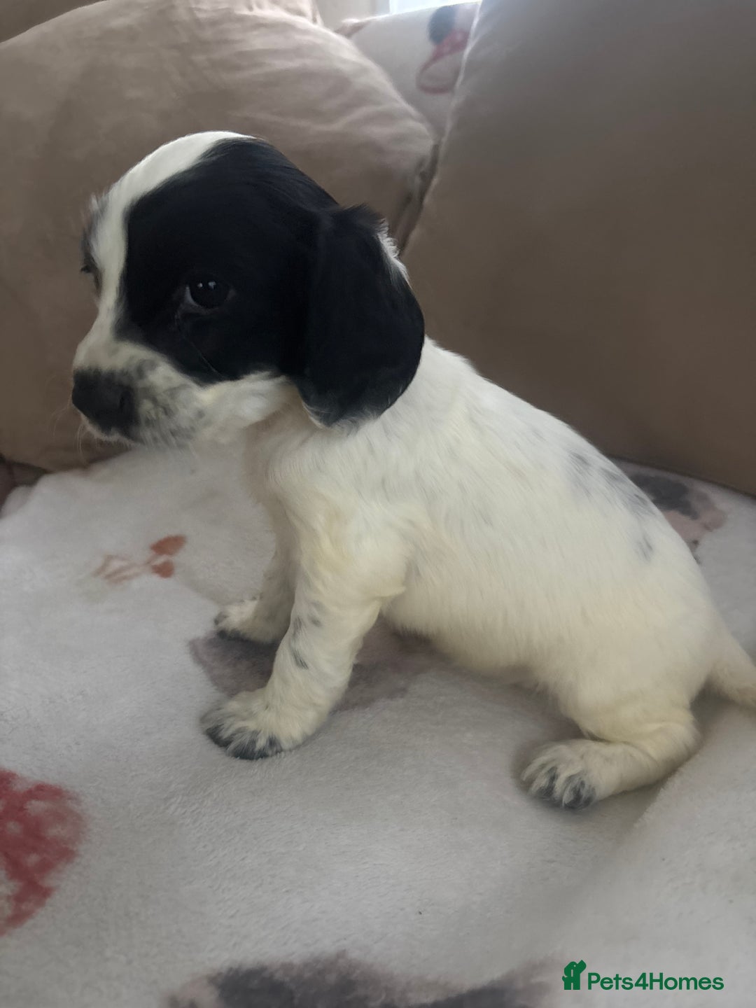 Cocker Spaniel dogs for sale: Adorable Show type cocker spaniel puppy’s  - Image 33
