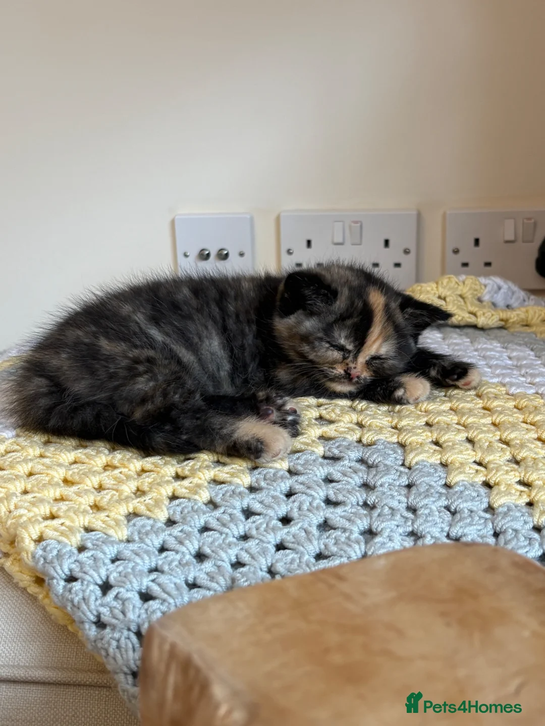 British Shorthair cats for sale: 7 beautiful gccf reg -British short hair kittens  - Advert 2