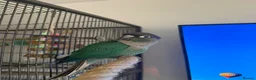 Conures birds for sale: Conure parrot looking for forever home🦜 - Advert 2