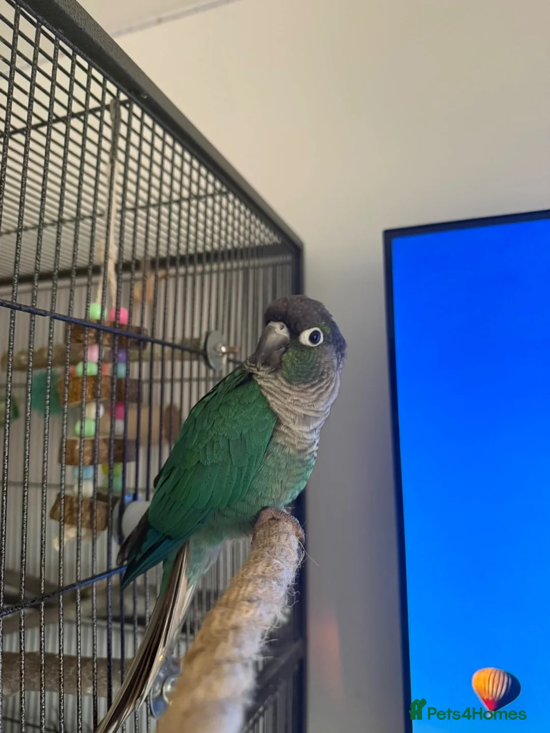 Conures birds for sale: Conure parrot looking for forever home🦜 - Advert 2
