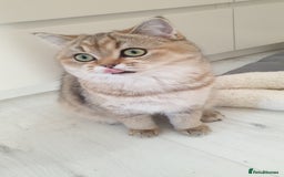 Scottish Fold cats for sale: Scottish Straight Female - Image 4