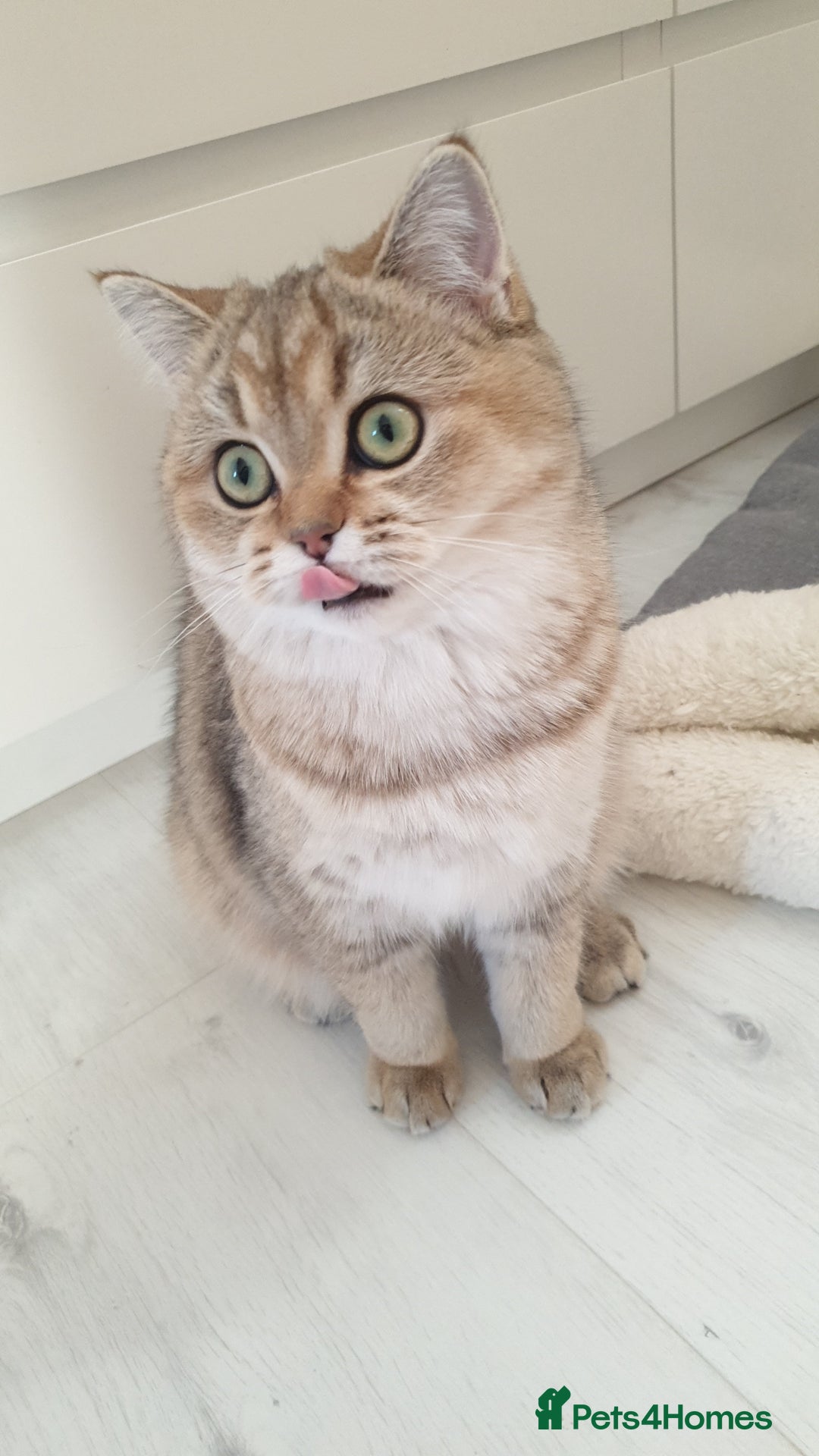 Scottish Fold cats for sale: Scottish Straight Female - Image 4