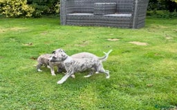 Whippet dogs for sale: SUPER KC Whippet puppies Show bred - Image 7