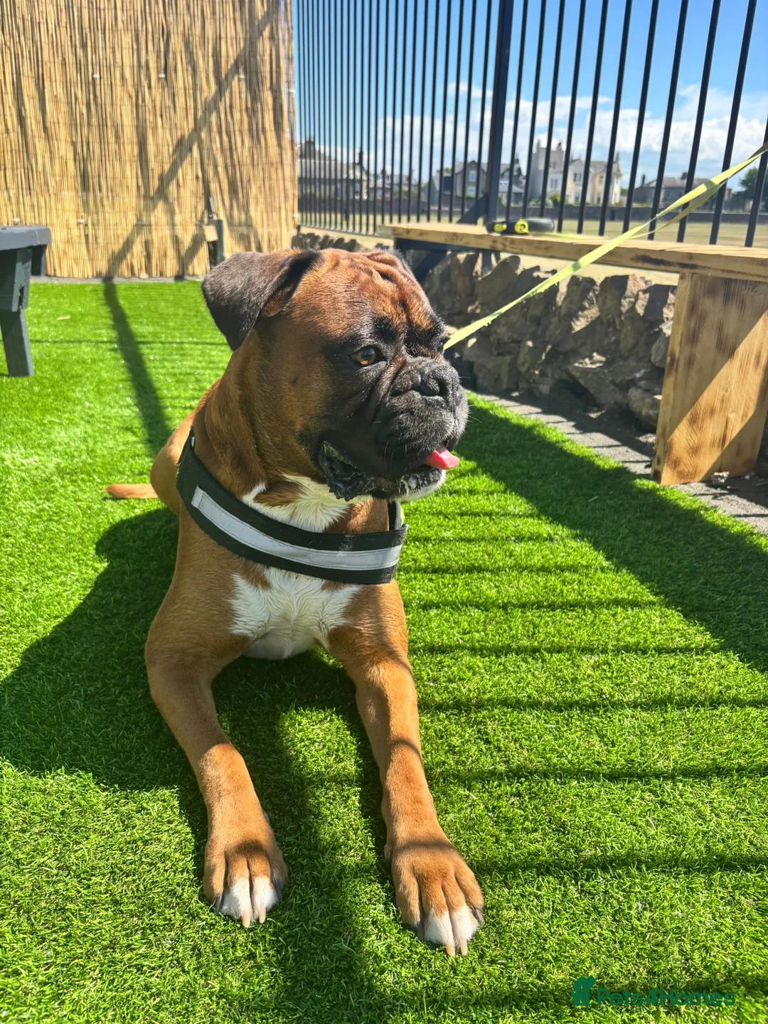 Boxer dogs for stud: Boxer dog available for stud  - Advert 4
