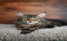 Maine Coon cats for sale: 👑 6 Majestic, health tested Kittens- TICA reg 🧬 - Image 26