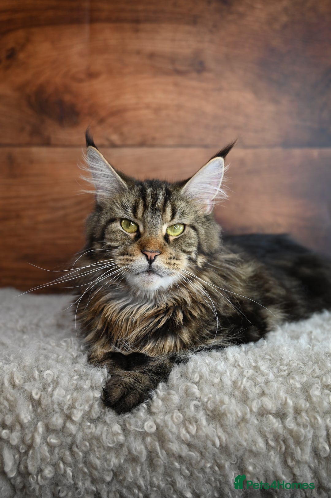 Maine Coon cats for sale: 👑 6 Majestic, health tested Kittens- TICA reg 🧬 - Image 26